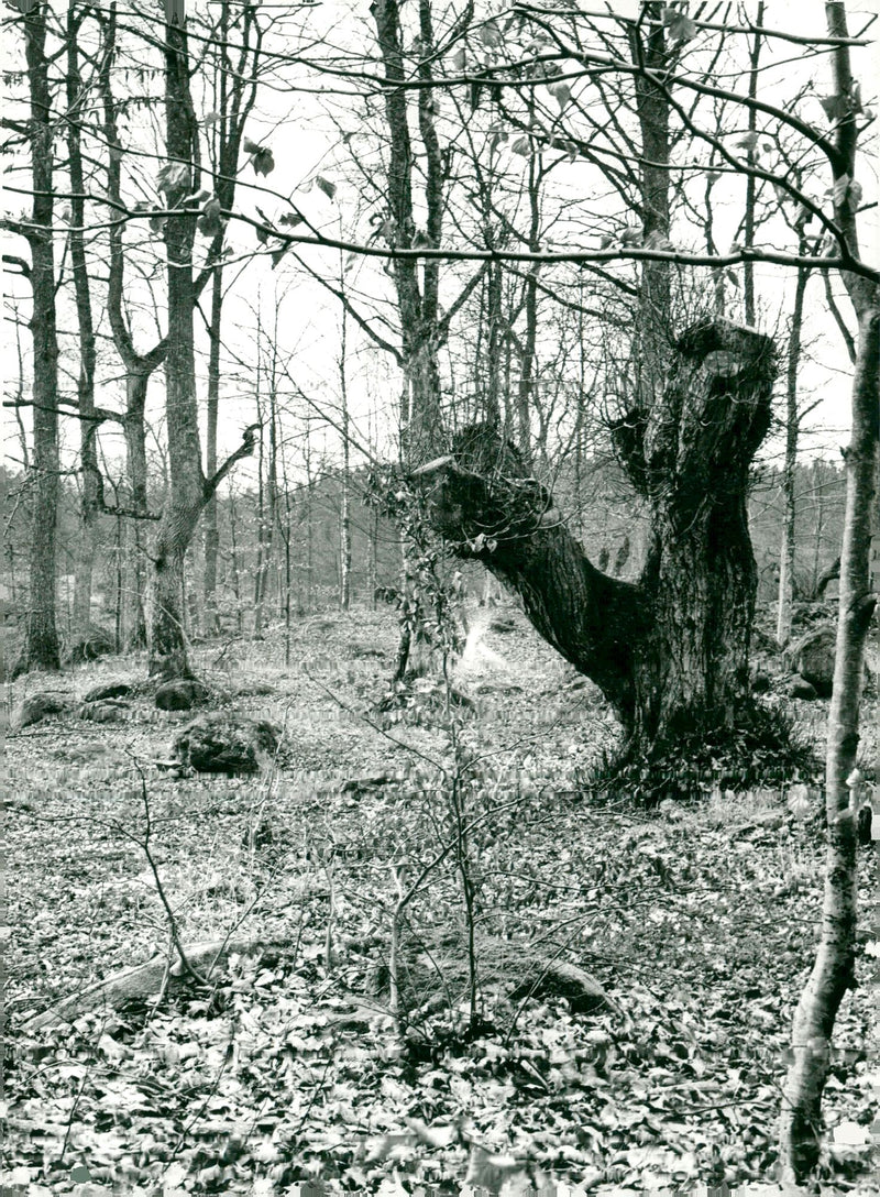 SMÅLAND - Vintage Photograph