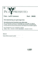 Robert Wells, pianist musician - Vintage Photograph