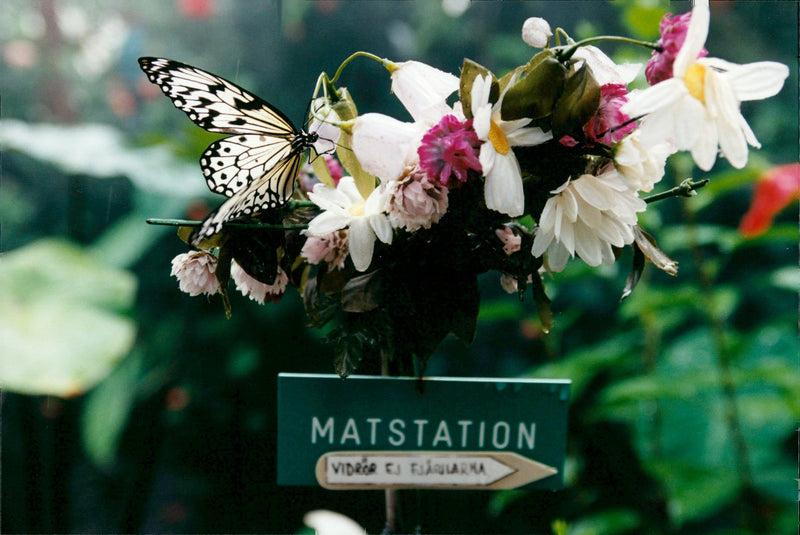 Butterfly House In Hagaparken. - Vintage Photograph