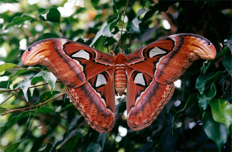 Butterfly House In Hagaparken. - Vintage Photograph