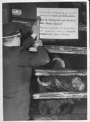 Skansen, shuts off the animals - Vintage Photograph