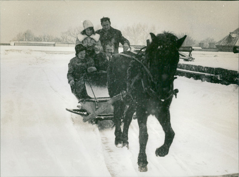 Horse with sled - Vintage Photograph