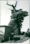 Johannelund's oldest oak tree that is said to be 1300 years old - Vintage Photograph