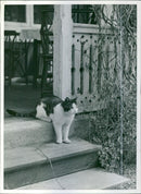 Cat in Ed's parsonage - Vintage Photograph