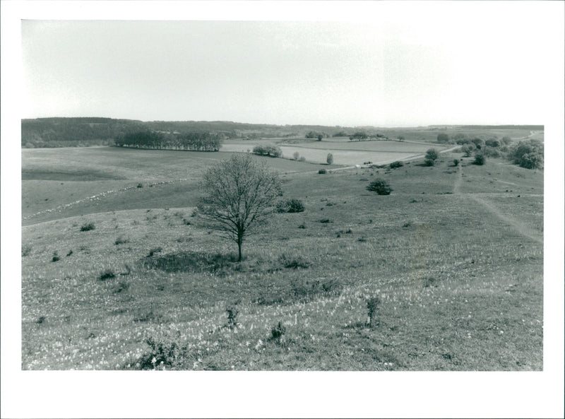 Brösarp slopes on Österlen. - Vintage Photograph