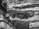 Swallow on rocks in Wood Buffalo National Park - Vintage Photograph