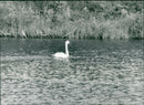Smaller song swan, the Mackenzie river - Vintage Photograph