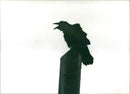 Raven in the Canadian village of Old Crow - Vintage Photograph