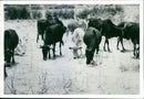 Livestock herd on high plateau in Tanzania - Vintage Photograph