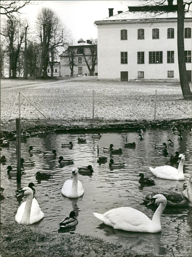 Swans at the Drottningholm - Vintage Photograph