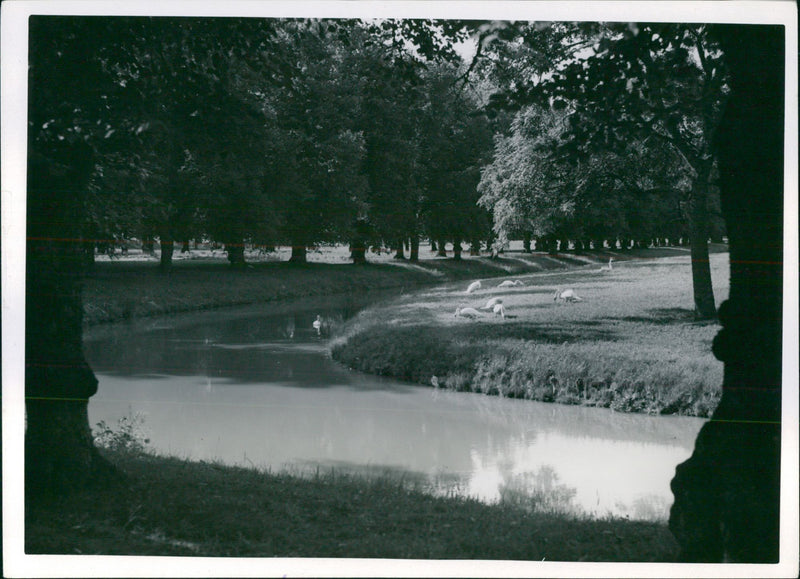 Drottningholm Slottsparken & the sheep - Vintage Photograph