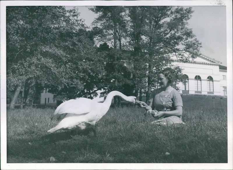 Drottningholm Slottsparken & the sheep - Vintage Photograph