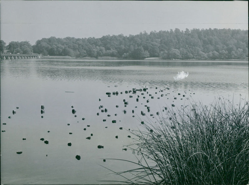 Drottningholm Slottsparken & the sheep - Vintage Photograph