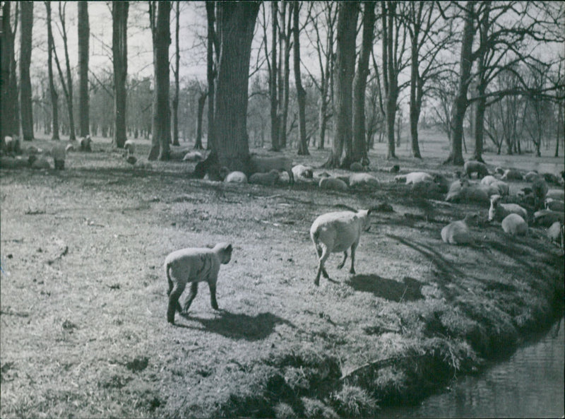 The King's sheep at Drottningholm - Vintage Photograph