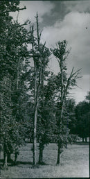 Drottningholm Slottsparken & the sheep - Vintage Photograph