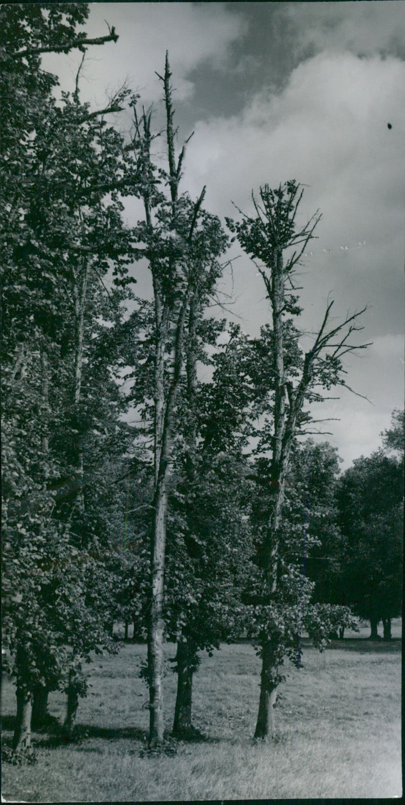 Drottningholm Slottsparken & the sheep - Vintage Photograph