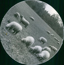 Drottningholm Slottsparken & the sheep - Vintage Photograph