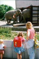 STOCKHOLM: Skansen Animals Elephants - Vintage Photograph