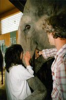 STOCKHOLM: Skansen Animals Elephants - Vintage Photograph
