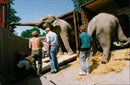 STOCKHOLM: Skansen Animals Elephants - Vintage Photograph