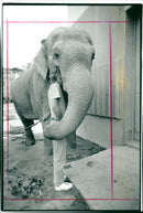 STOCKHOLM: Skansen Animals Elephants - Vintage Photograph