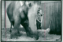 STOCKHOLM: Skansen Animals Elephants - Vintage Photograph