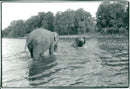 STOCKHOLM: Skansen Animals Elephants - Vintage Photograph