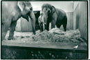 STOCKHOLM: Skansen Animals Elephants - Vintage Photograph