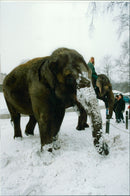 STOCKHOLM: Skansen Animals Elephants - Vintage Photograph