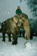STOCKHOLM: Skansen Animals Elephants - Vintage Photograph