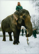 STOCKHOLM: Skansen Animals Elephants - Vintage Photograph