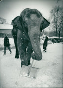 STOCKHOLM: Skansen Animals Elephants - Vintage Photograph