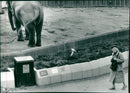 STOCKHOLM: Skansen Animals Elephants - Vintage Photograph