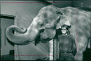STOCKHOLM: Skansen Animals Elephants - Vintage Photograph
