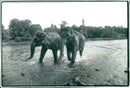 STOCKHOLM: Skansen Animals Elephants - Vintage Photograph