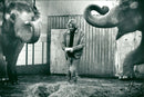 STOCKHOLM: Skansen Animals Elephants - Vintage Photograph
