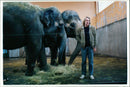 STOCKHOLM: Skansen Animals Elephants - Vintage Photograph