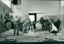 STOCKHOLM: Skansen Animals Elephants - Vintage Photograph