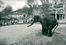 STOCKHOLM: Skansen Animals Elephants - Vintage Photograph