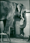 STOCKHOLM: Skansen Animals Elephants - Vintage Photograph
