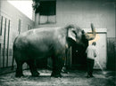 STOCKHOLM: Skansen Animals Elephants - Vintage Photograph