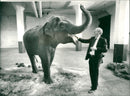 STOCKHOLM: Skansen Animals Elephants - Vintage Photograph