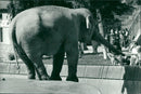 STOCKHOLM: Skansen Animals Elephants - Vintage Photograph