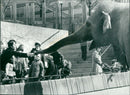 STOCKHOLM: Skansen Animals Elephants - Vintage Photograph