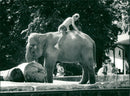 STOCKHOLM: Skansen Animals Elephants - Vintage Photograph