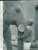 STOCKHOLM: Skansen Animals Elephants - Vintage Photograph