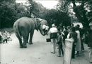 STOCKHOLM: Skansen Animals Elephants - Vintage Photograph