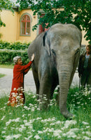 STOCKHOLM: Skansen Animals Elephants - Vintage Photograph