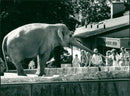 STOCKHOLM: Skansen Animals Elephants - Vintage Photograph