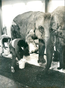 STOCKHOLM: Skansen Animals Elephants - Vintage Photograph